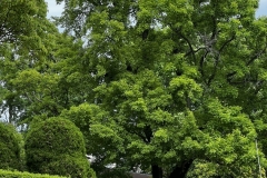Greens_1