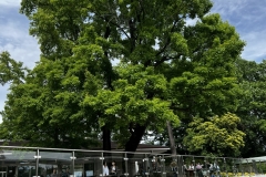 Greens_2
