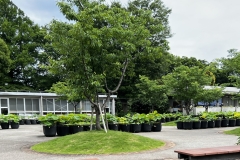 Greens_3