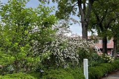 Greens_7