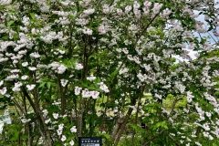 Greens_8