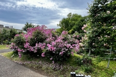 Roses_1