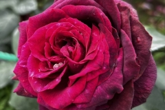 Roses_12