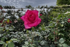 Roses_13