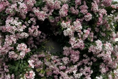 Roses_15