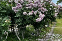 Roses_16