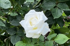 Roses_17