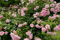 Roses_19