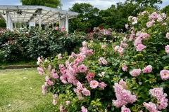 Roses_20