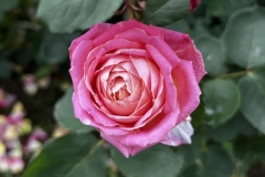 Roses_22