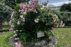 Roses_23