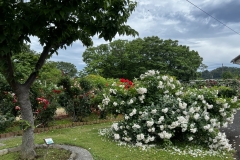 Roses_24
