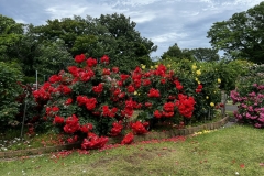 Roses_25