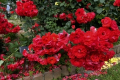 Roses_26