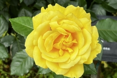 Roses_27