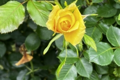 Roses_28