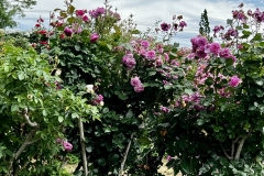 Roses_29