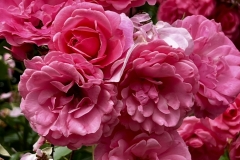 Roses_30