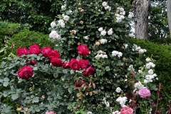 Roses_31