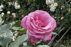 Roses_33