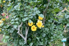 Roses_34