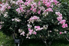 Roses_35