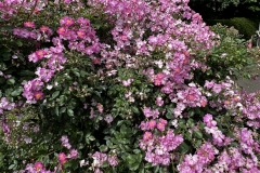 Roses_4
