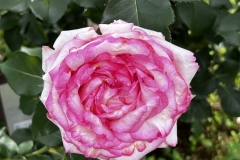 Roses_5