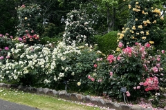 Roses_7
