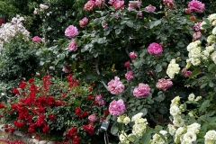 Roses_8