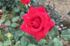 Roses_9