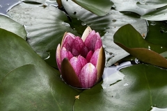 Suiren_10