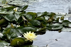 Suiren_8