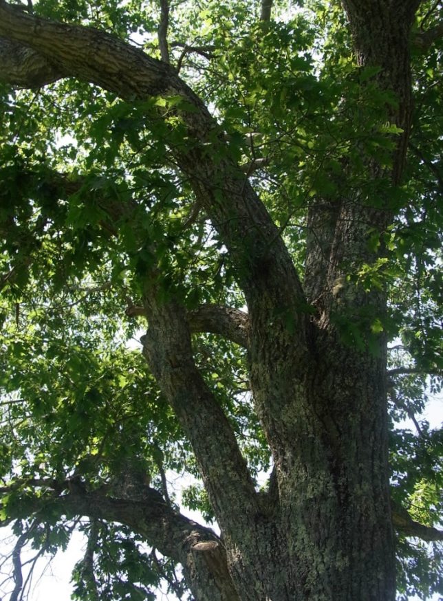 10 Huge oak tree