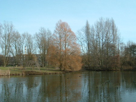 York Univ Marsh land.JPG