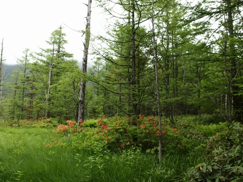 Kamikochi11.jpg