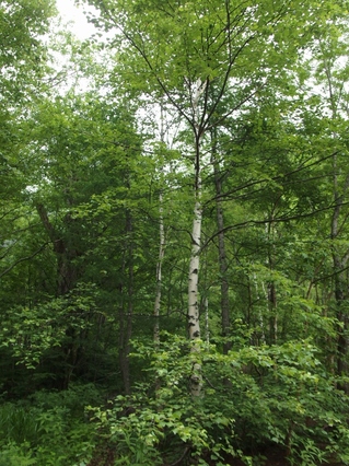 Kamikochi8.jpg