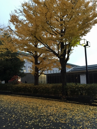 YCU_autumn2.jpg
