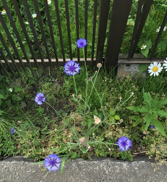 Ryuhoji201505_1.JPG