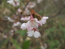 HanaOze19.JPG