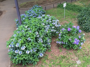 KumiFamily20150607_16.jpg