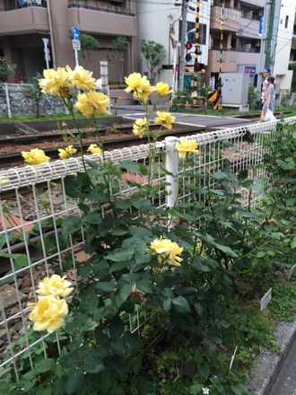 KumiFamily20150607_31.jpg