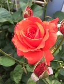 KumiFamily20150607_32.jpg