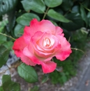 KumiFamily20150607_33.jpg