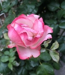 KumiFamily20150607_35.jpg