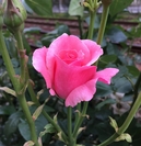 KumiFamily20150607_36.jpg