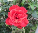 KumiFamily20150607_37.jpg