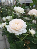 KumiFamily20150607_52.jpg