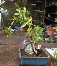 my_bonsai2.jpg