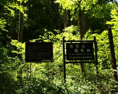 Takao Natinal Forest.jpg
